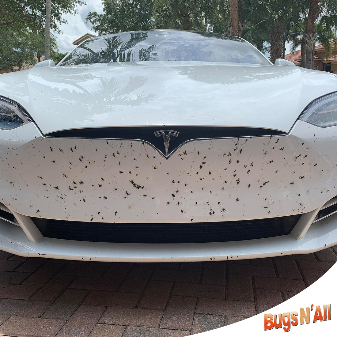 How Bugs Can Ruin Your Car